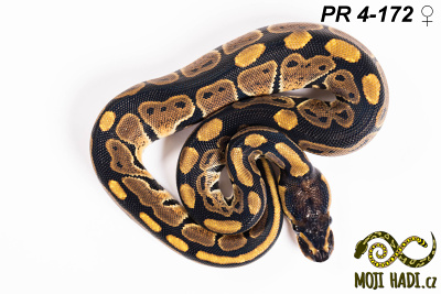 hadi na prodej, mládě, český chov hadů, odchov hadů, mojihadi.cz, Python regius, ballpython, krajta královská,het Desert Ghost